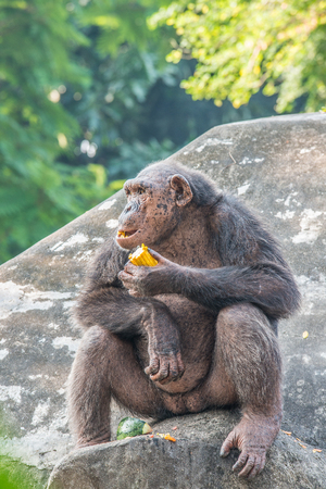 Orangutan enjoy eatingの写真素材