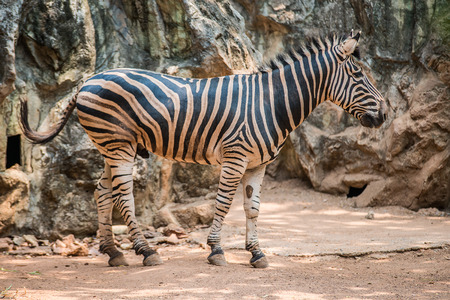 Zebra in Zooの写真素材