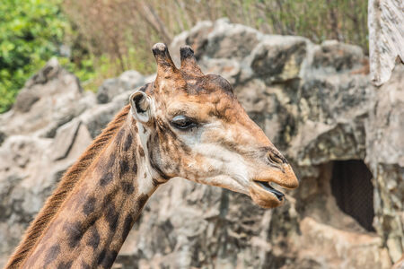 Giraffe Headの写真素材