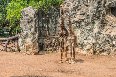 Two giraffe and zebraの写真素材