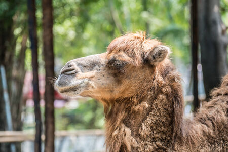 Camel Head Close-Upの写真素材