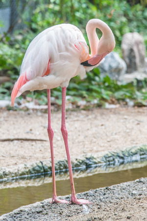 Pink Flamingos bird standの写真素材