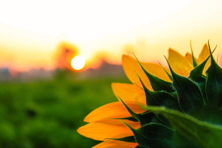 Sunflowerの写真素材