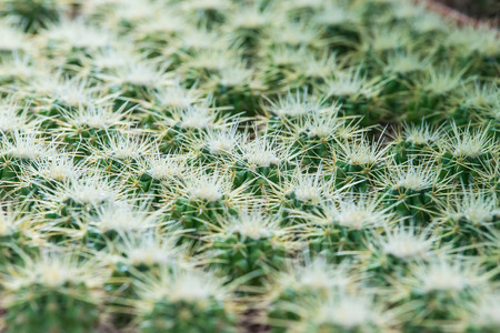 Cactus Plantの写真素材