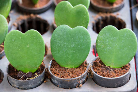 Heart leafの写真素材