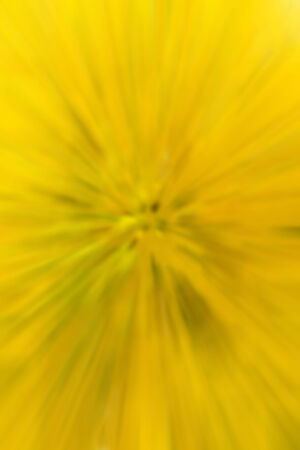 Abstract yellow nature background, selective focusの写真素材