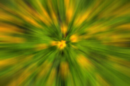 abstract of Orange Cosmos background, selective focusの写真素材