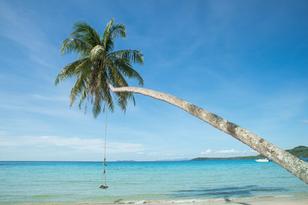 Swing hang from coconut tree over beach