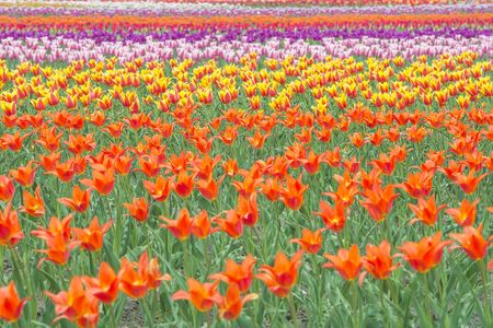 Colorful tulips in flower gardenの写真素材