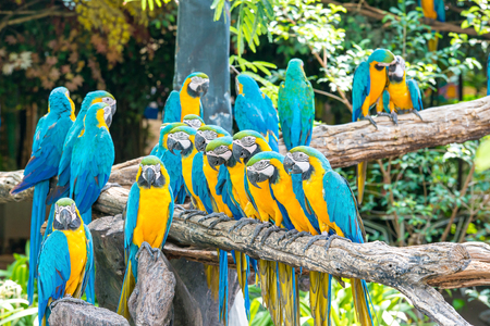 Blue macaws sitting on log with black .の写真素材