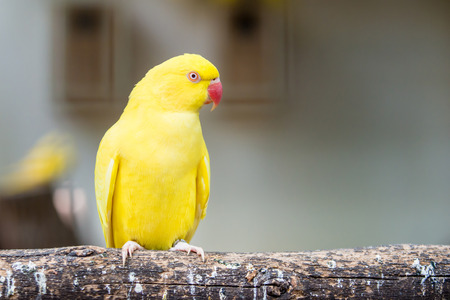Portrait of Ringnecked Parakeet Bird standing at branchの写真素材