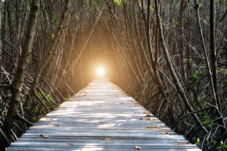Tree tunnel, Wooden Bridge In Mangrove Forest at Laem Phak Bia, Phetchaburi, Thailandの写真素材