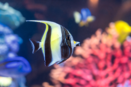 Moorish idol fish with striped pattern on body of yellow, white and black colors swims near stones and colorful corals underwater, diving, Zanclus cornutus, sealife, selective focusの写真素材