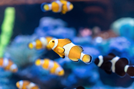 Amphiprion Ocellaris Clownfish In Clownfish swim around their host anemone with blue water behind....