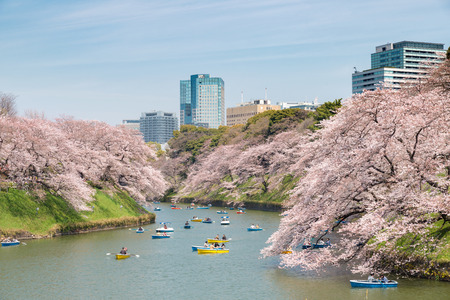 View of massive cherry blossoming in Tokyo, Japan as background. Photoed at Chidorigafuchi, Tokyo, Japan.のeditorial素材