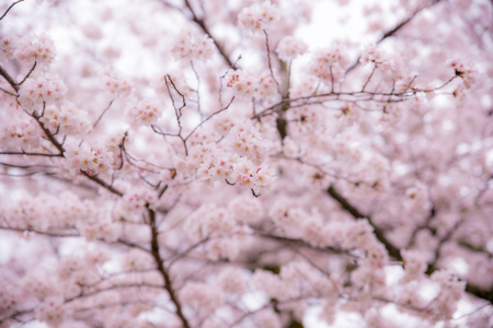 Sakura or cherry blossom season. Abstract cherry blossom Background in Japan.の写真素材