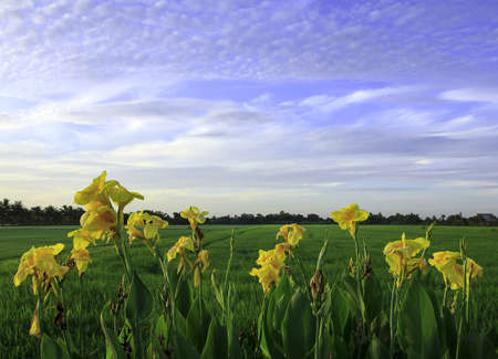 yellow flower rice green field in the morning