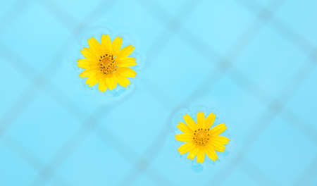 flower on the water