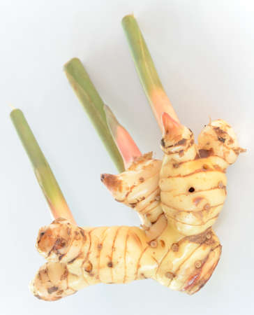 ginger on white backgroundの写真素材