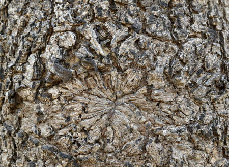 bark of tree for background