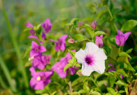 bougainvillea flower and white flower blossom