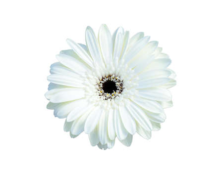 gerbera daisy isolate on white backgroundの写真素材