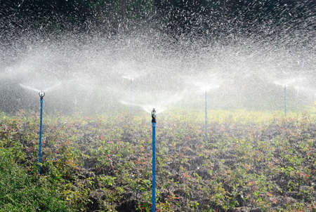 Sprinkler spraying water on garden