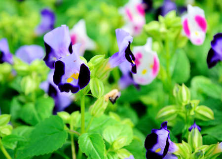 flower blooming in gardenの写真素材