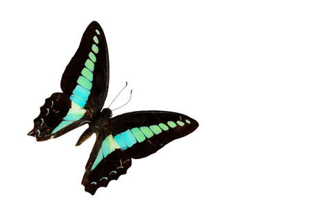 butterfly isolated on whiteの写真素材