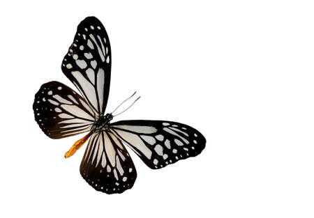 butterfly isolate on white