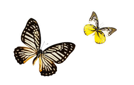 butterfly isolated on whiteの写真素材
