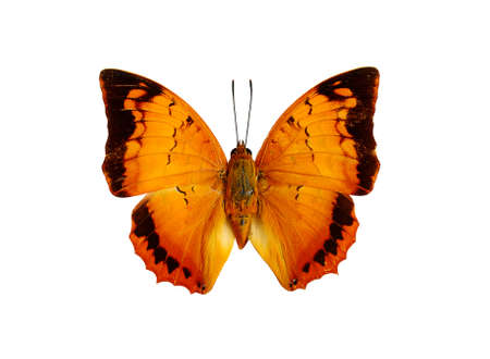 butterfly isolate on whiteの写真素材