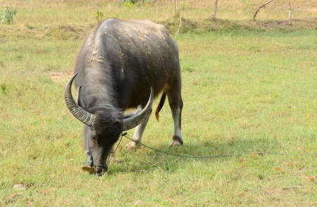 buffalo eating at greensward