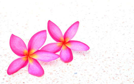 pink frangipani flower blossomの写真素材