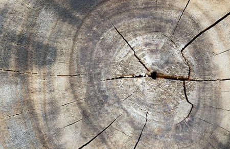 tree sectionの写真素材