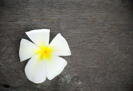 frangipani flower on wooden floorの写真素材