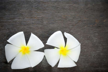 frangipani flower on wooden floorの写真素材