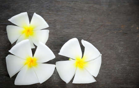 frangipani flower on wooden floorの写真素材