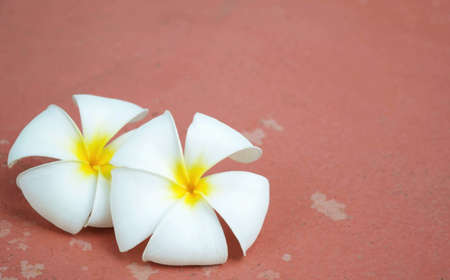 frangipani flower on floorの写真素材