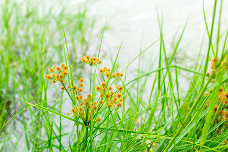 Grass flowers in the rainy season and background.の写真素材