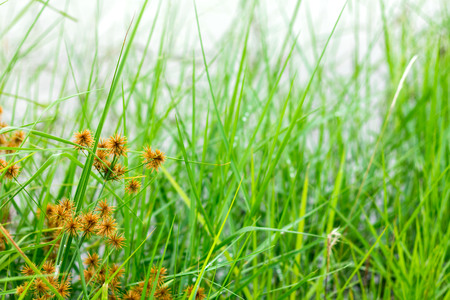 Grass flowers in the rainy season and background.の写真素材
