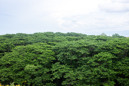 Rainy season green bush on big tree and skyの写真素材