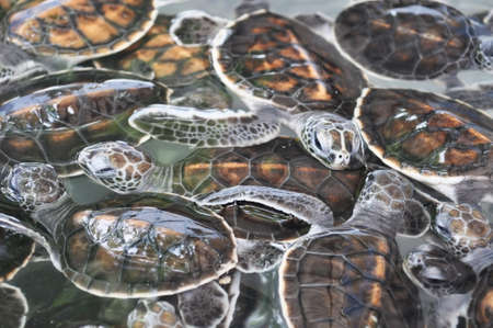 baby turtle. Baby green turtle in a nursery pond.の写真素材