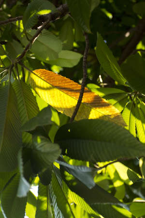 sunlight and leaf, tropical tree nice leaf texture on sunlight.