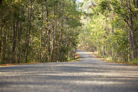 forest road, rough road with forest on the side.