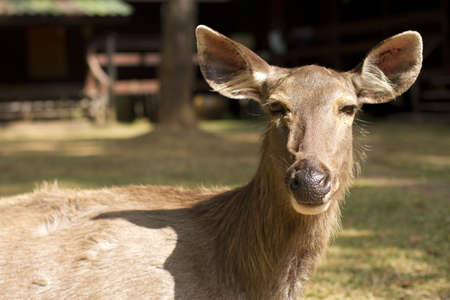 reindeer. face close-up of reindeer in forest.の写真素材