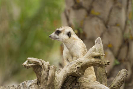 young meerkat, yound brown meerkat in the wild.の写真素材