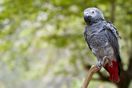 gray parrot, gray parrot with red tail catching on tree branch in wood.の写真素材