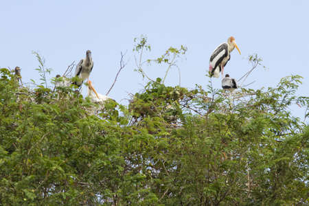 painted stork, many painted storks on tree top as nest.