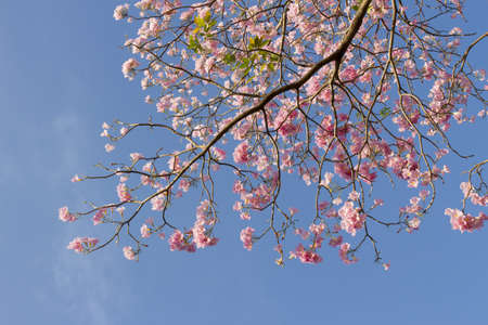 tabebuia branch, pink tabebuia branch.